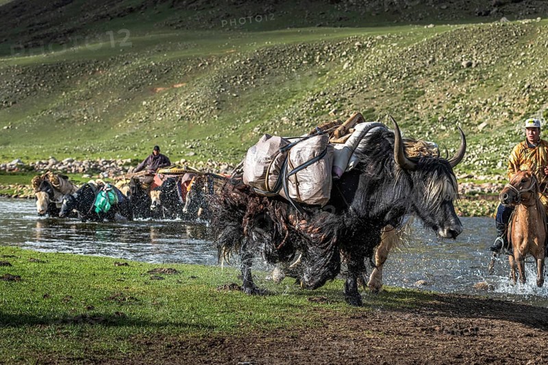 The nomadic family moves with yaks in the summer. Bayanhongor Province
