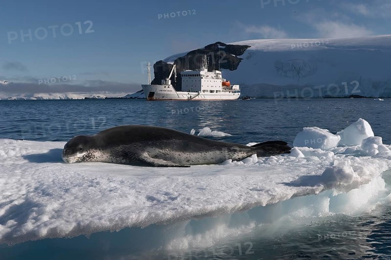 Leopard seal