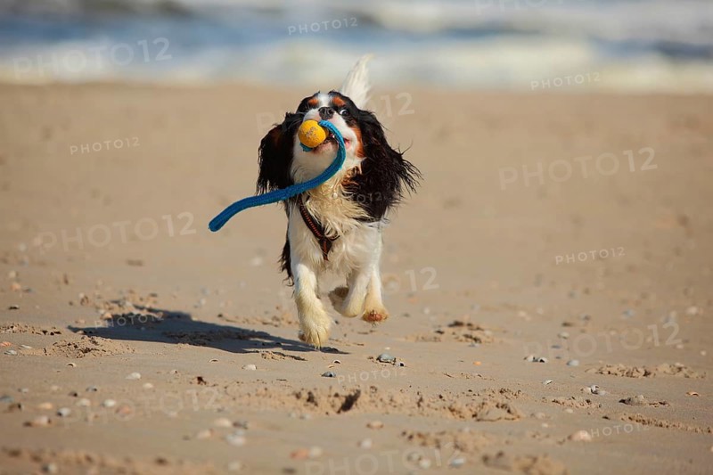 Cavalier King Charles Spaniel
