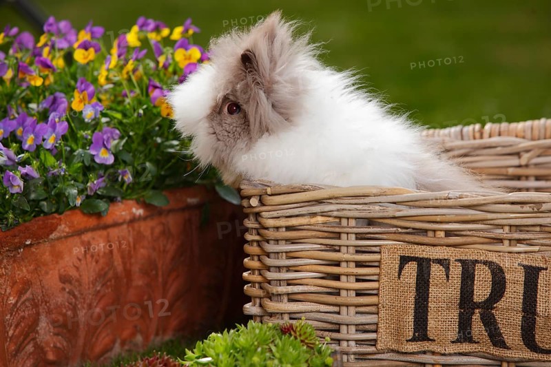 Teddy dwarf rabbit