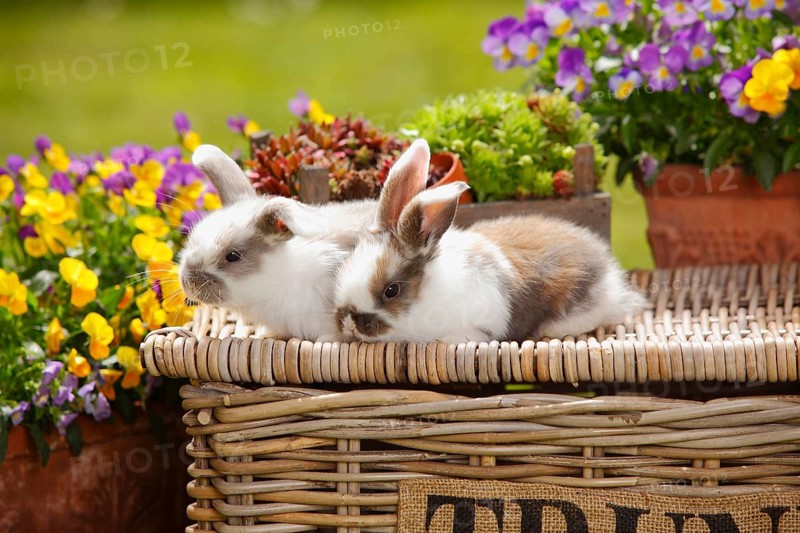 Dwarf ram rabbits