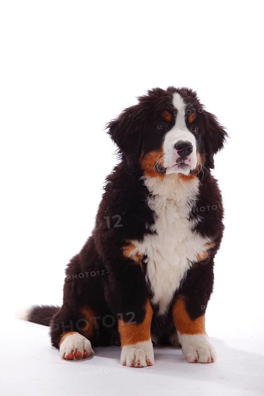 Bernese Mountain Dog