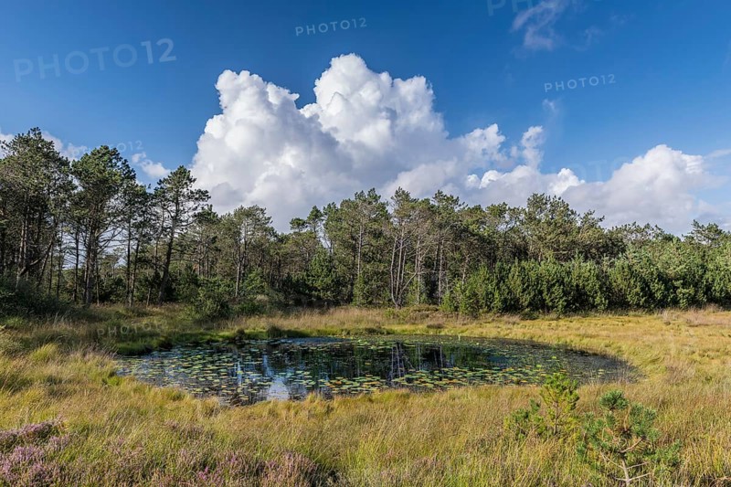 Moorland with lake near Henne Strand