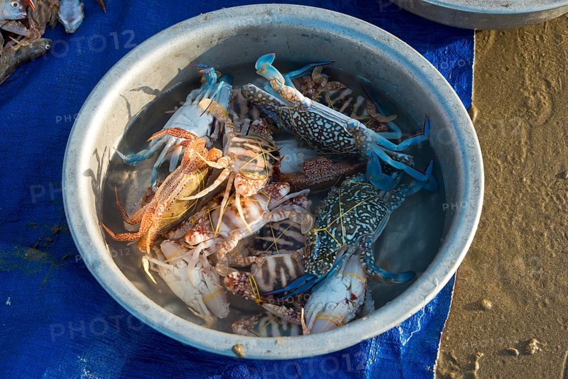 Freshly caught crabs and seafood