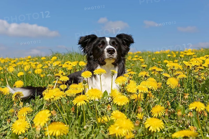 Border collie lying in dandelion meadow