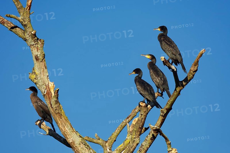 Great cormorants