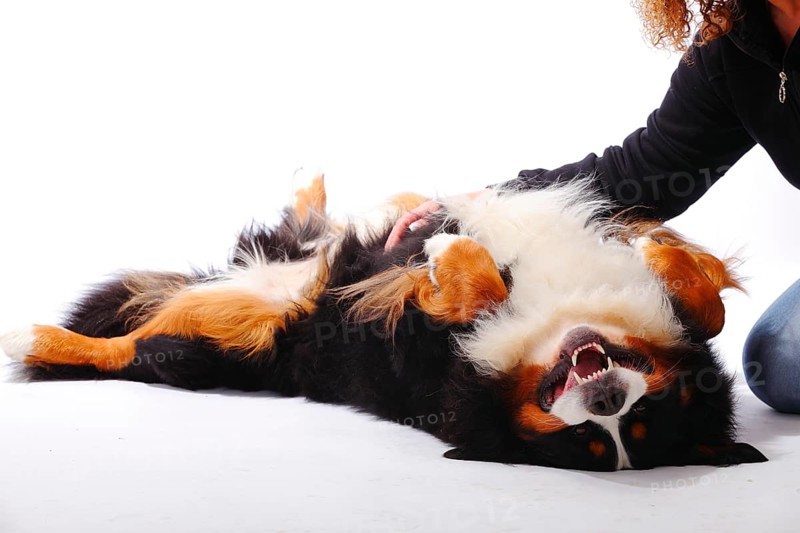 Bernese Mountain Dog