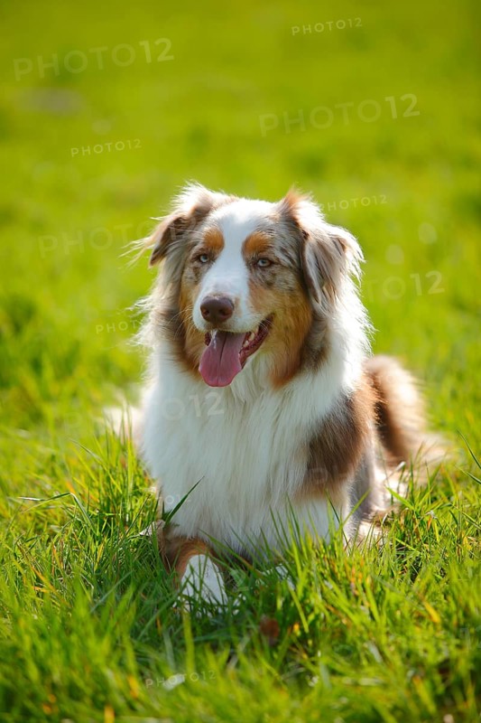 Australian Shepherd
