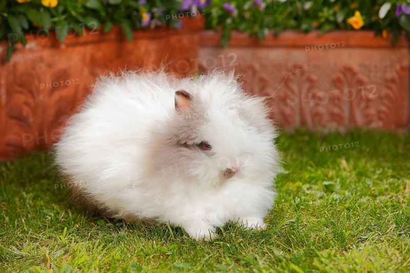 Teddy dwarf rabbit