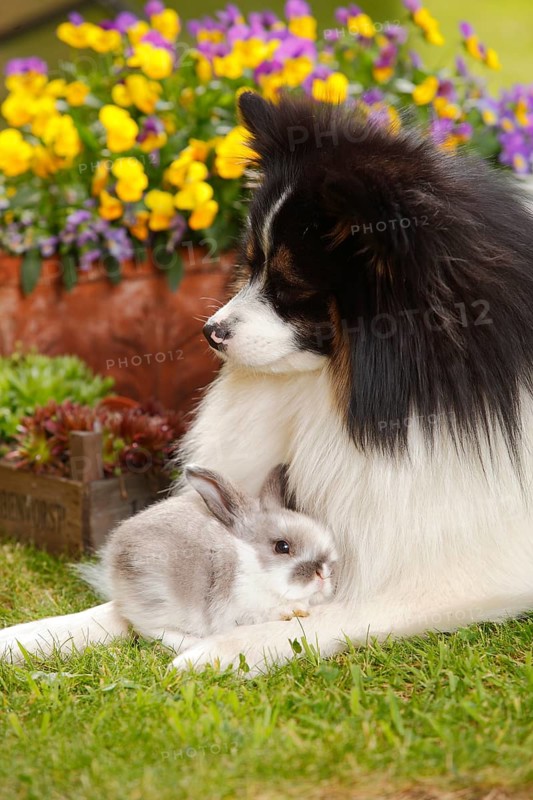 Mixed breed dog and dwarf ram rabbit