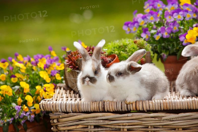Dwarf ram rabbits