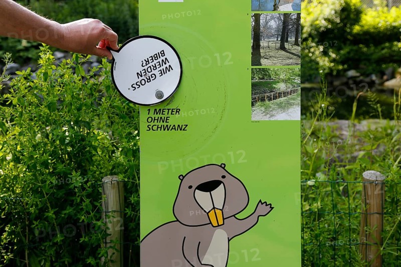 Beaver Trail