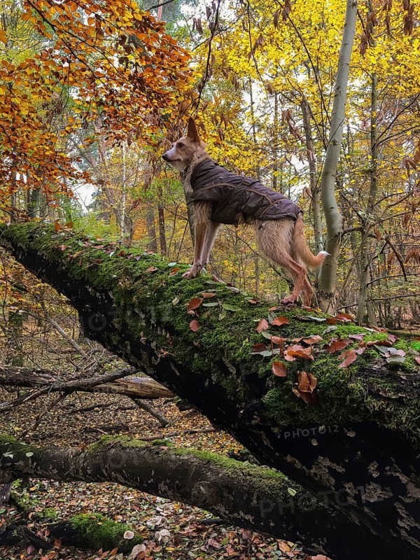 Podengo on tree trunk looking into autumn forest
