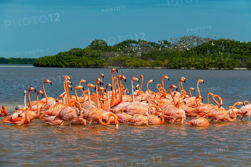 American flamingo