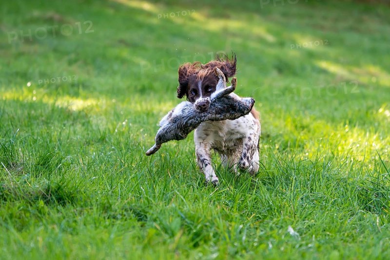 Hunting dog