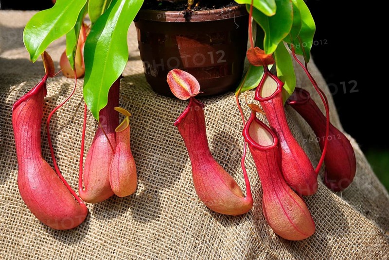 Carnivorous plant