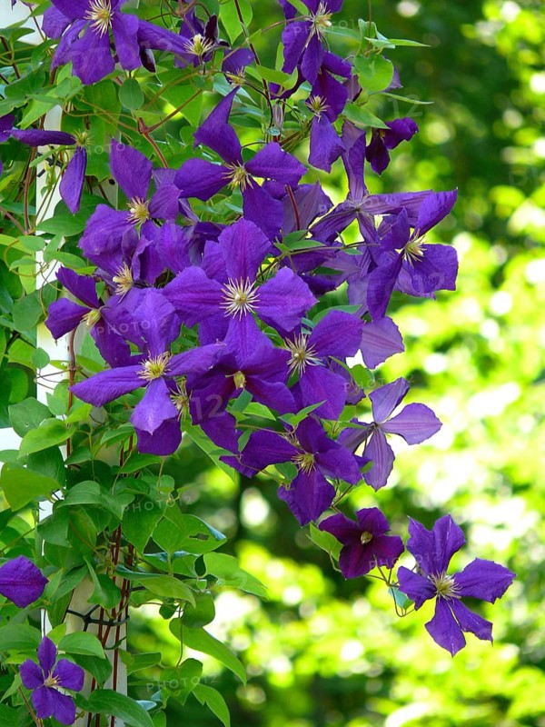 Clematis hybrid purple flowering