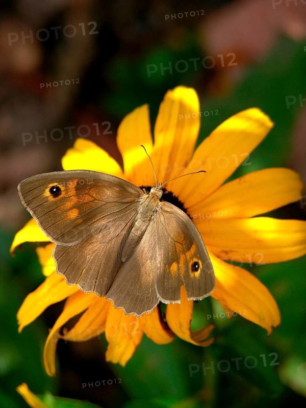 Small meadow butterfly
