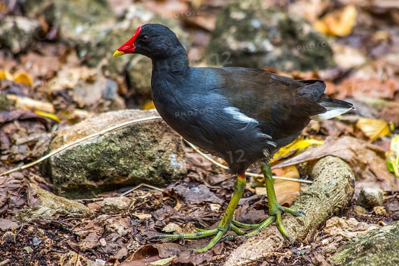 Moorhen