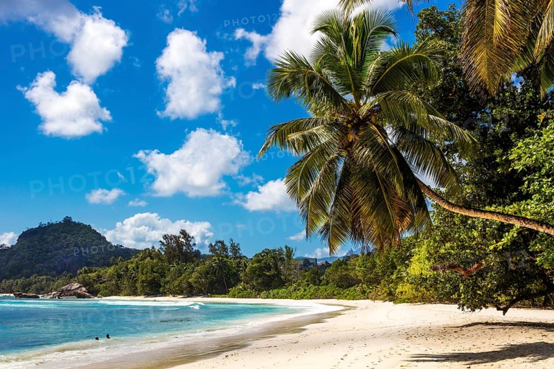 Decorative palm tree on Baie Lazare beach