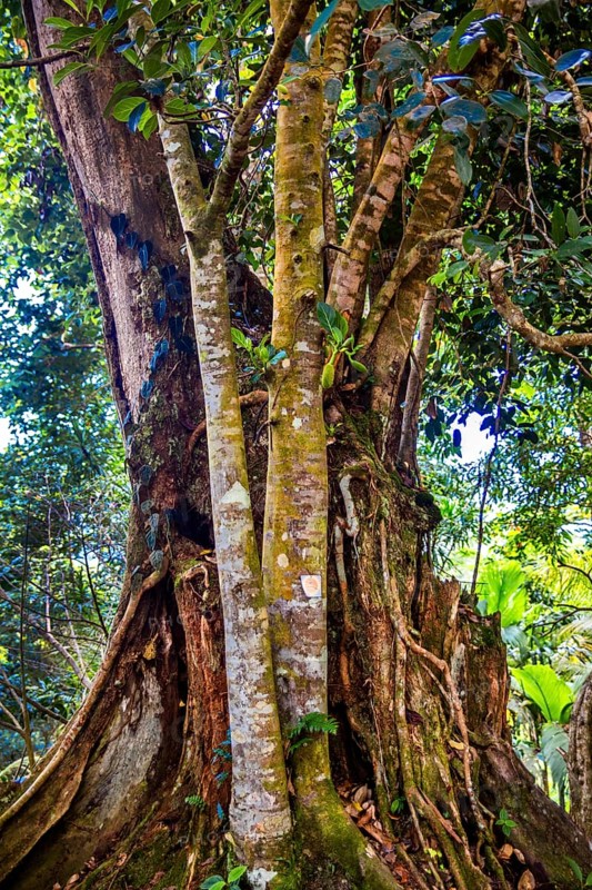 Jackfruit tree
