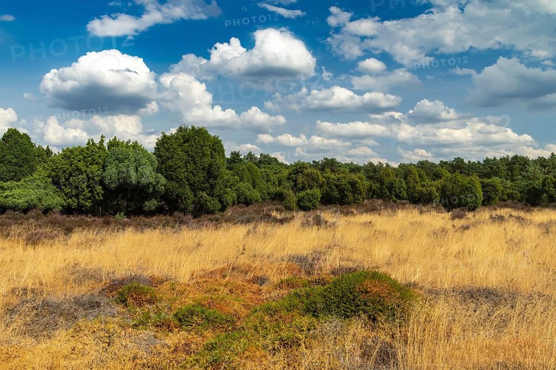 Juniper grove nature reserve