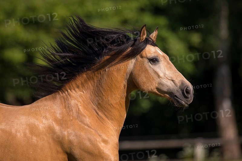 Pura Raza Espanola stallion dun with flowing mane in moving portrait