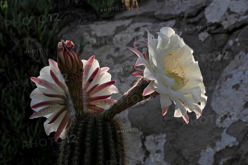 flowering queen of the night