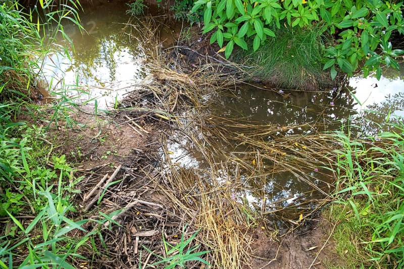 Beaver dam in small stream partially built with grain