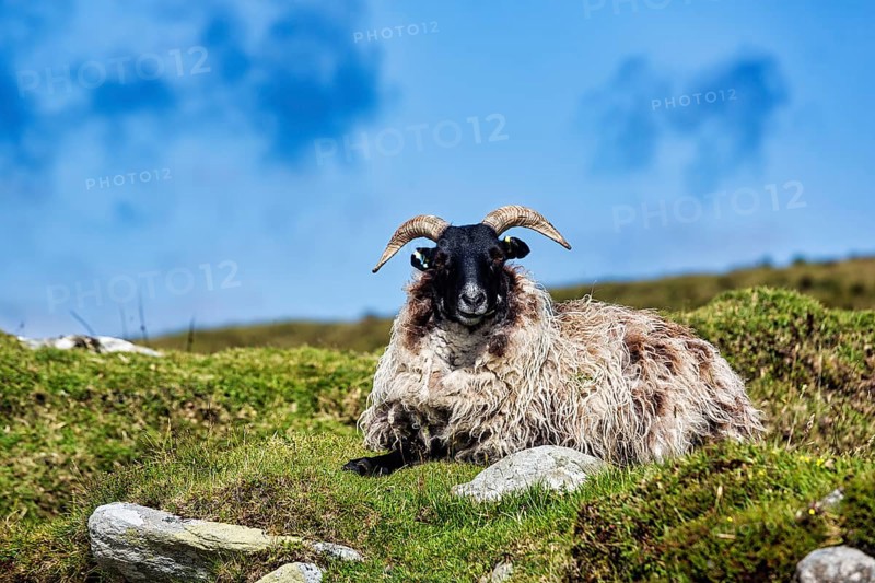 Domestic sheep