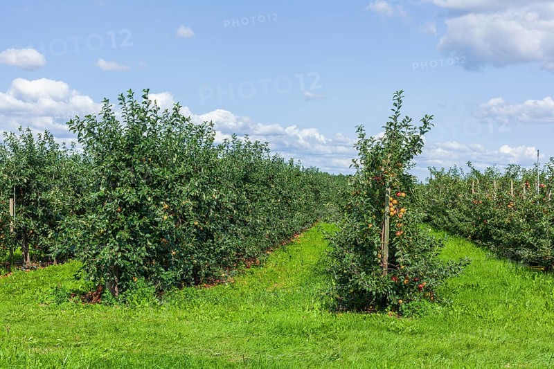 Apple orchard