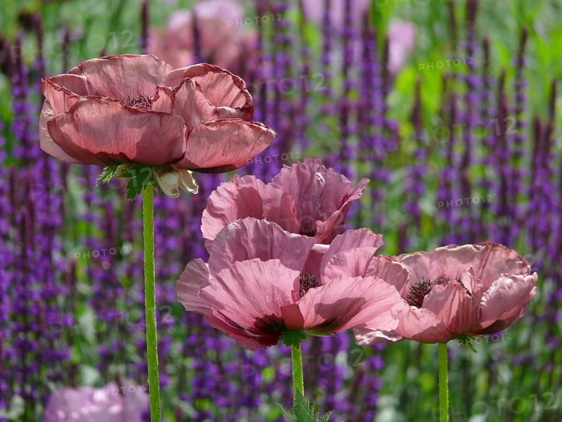 Oriental poppy