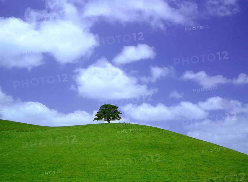 Tree on mountain meadow Closed for postcards until: November 2008 Edition Aneri