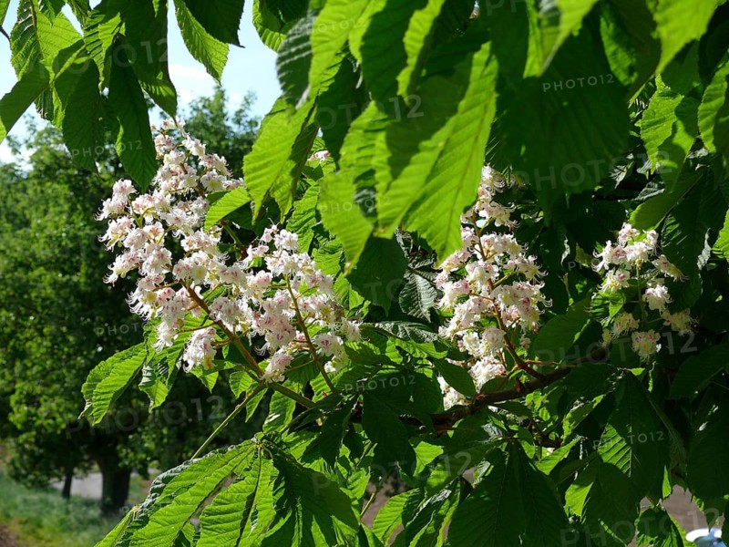 Horse Chestnut in flower