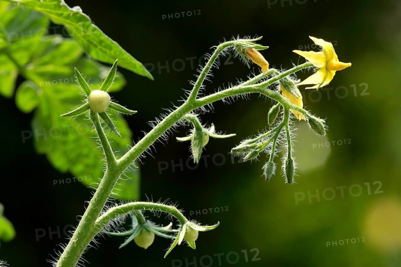 Variety hoffmanns rentita