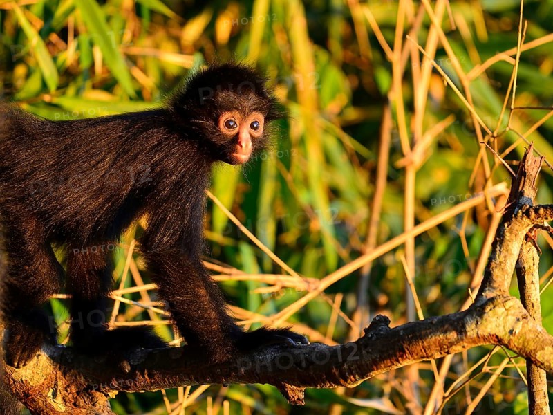 Peruvian spider monkey