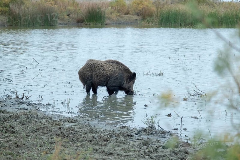 Wild boar