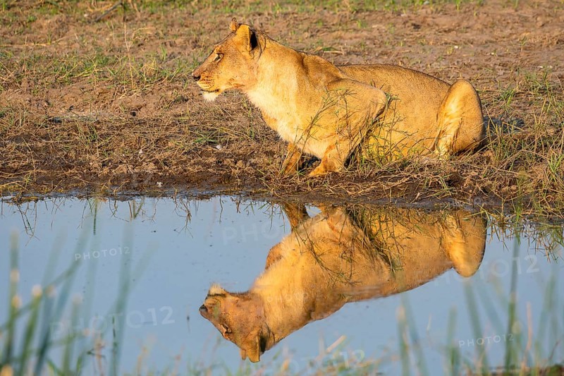 Lion