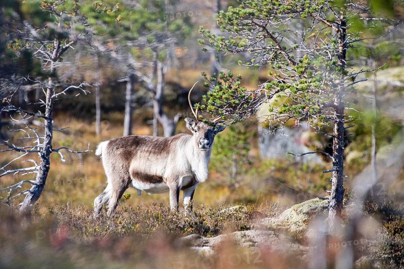 Reindeer