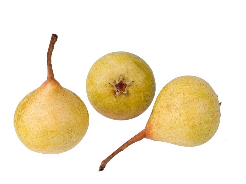 Pear variety Kirchensaler Mostbirne