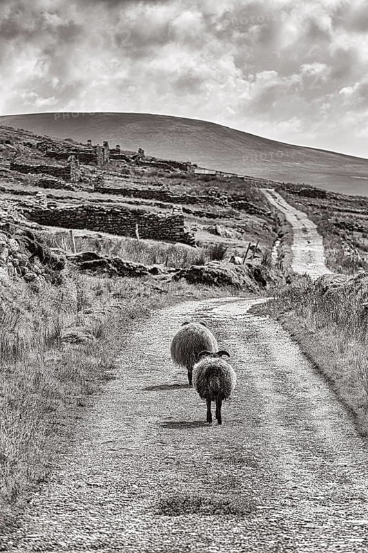 Two sheep walking together on road on Mount Slievemore