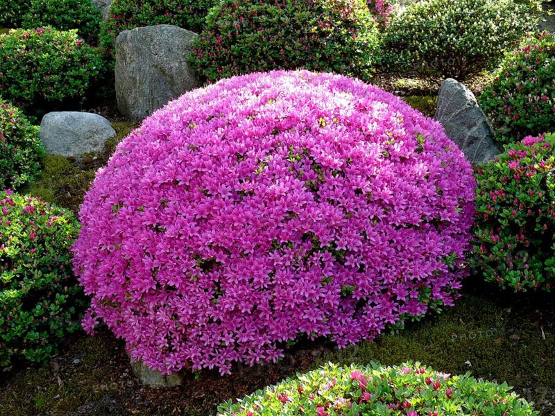 Japanese bonsai garden in Schwilowsee- OT. Ferch