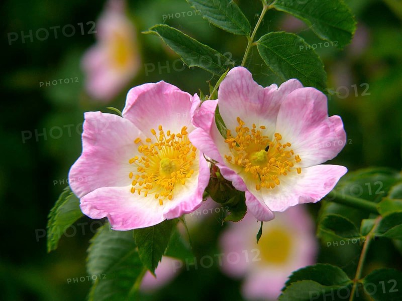 Dog rose