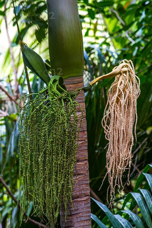 Fruits and flowers