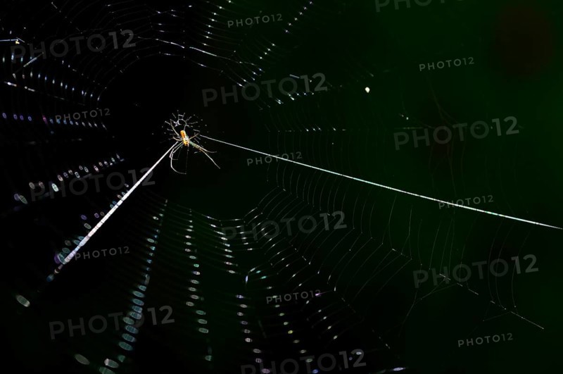 Spider in its web