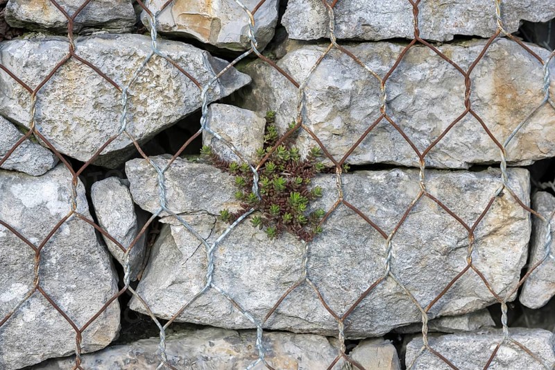 Gabion filled with shell limestone