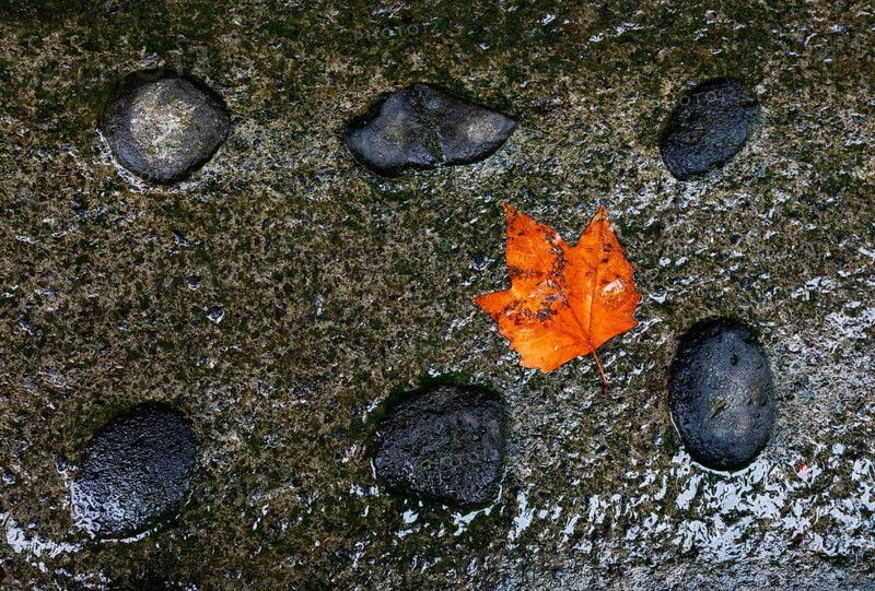 Colourful maple leaf lying on wet stone ground