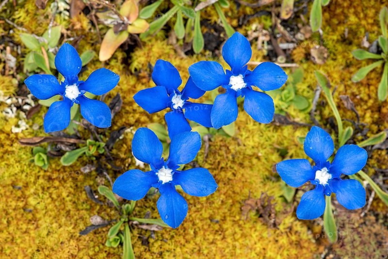 Spring gentian