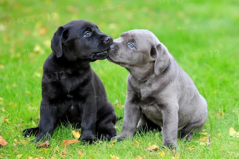 Labrador domestic dog