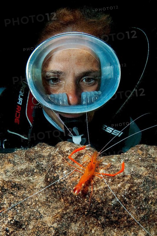 Diver wearing round diving mask looks up close at Mediterranean scissor shrimp shows threatening gesture defensive behaviour